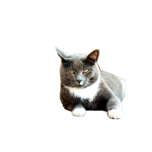 A Cute Grey And White Cat Lounging Comfortably On A Wooden Deck. 13545 - Cat PNG image with transparent background